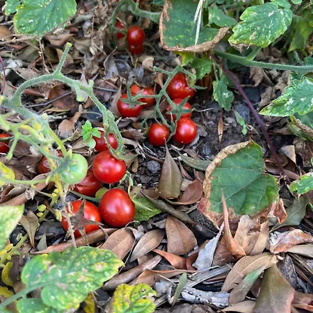 Casa Da Rocha By Pleasantconcept Vakantiehuis