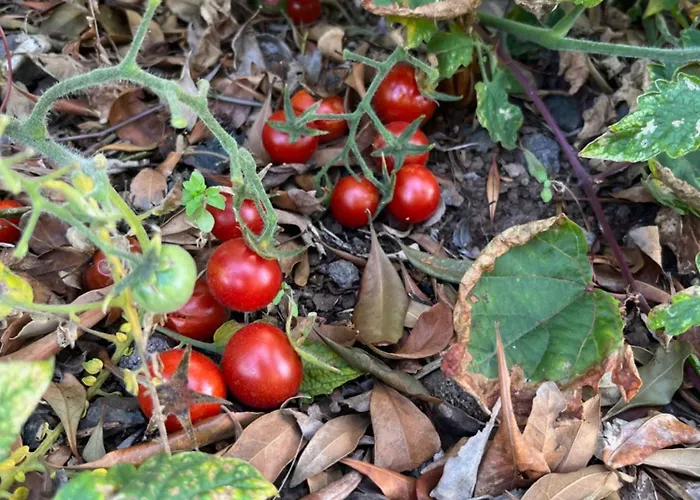 Casa Da Rocha By Pleasantconcept Holiday home