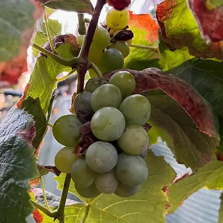 Casa Da Rocha By Pleasantconcept Semesterbostad *